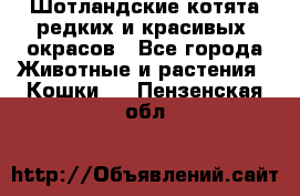 Шотландские котята редких и красивых  окрасов - Все города Животные и растения » Кошки   . Пензенская обл.
